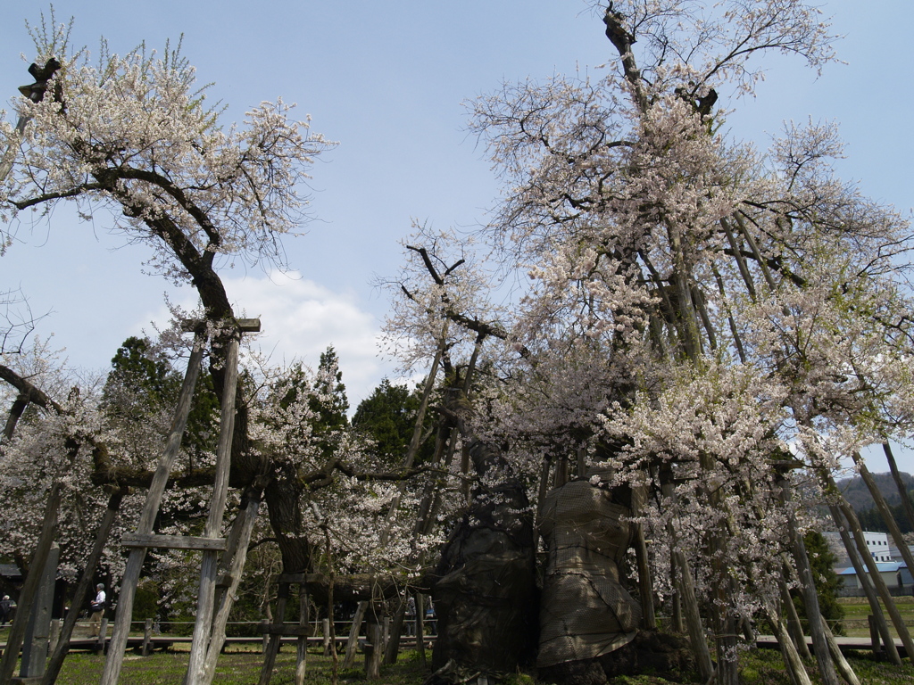 伊佐沢の久保桜（震災時）