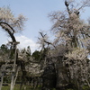 伊佐沢の久保桜（震災時）