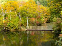 紅葉に浮かぶ浮き橋