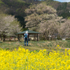 菜の花と旅人