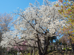 山高神代桜