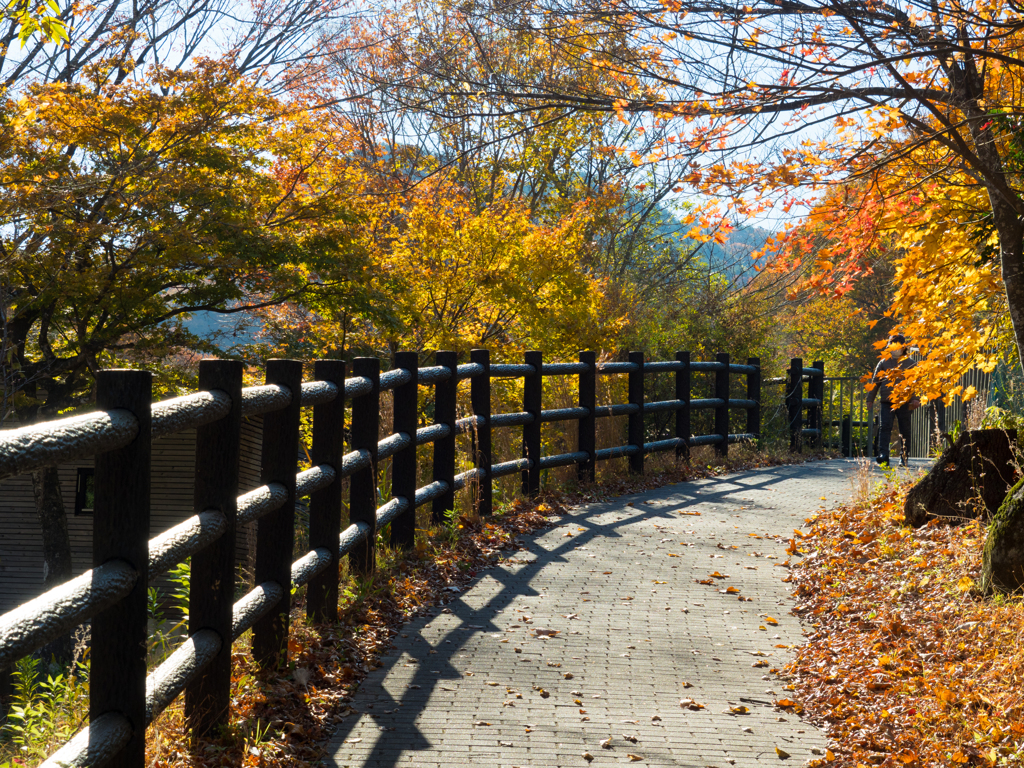 秋の散歩道