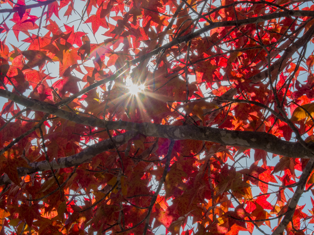 紅葉キラリ