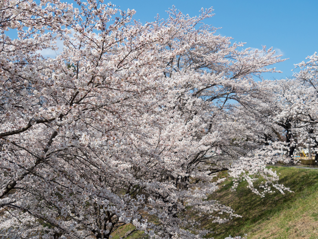 青空に桜が戦ぐ