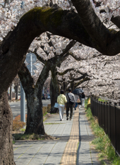 二人の桜トンネル