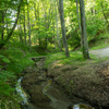 森の小さな流れ