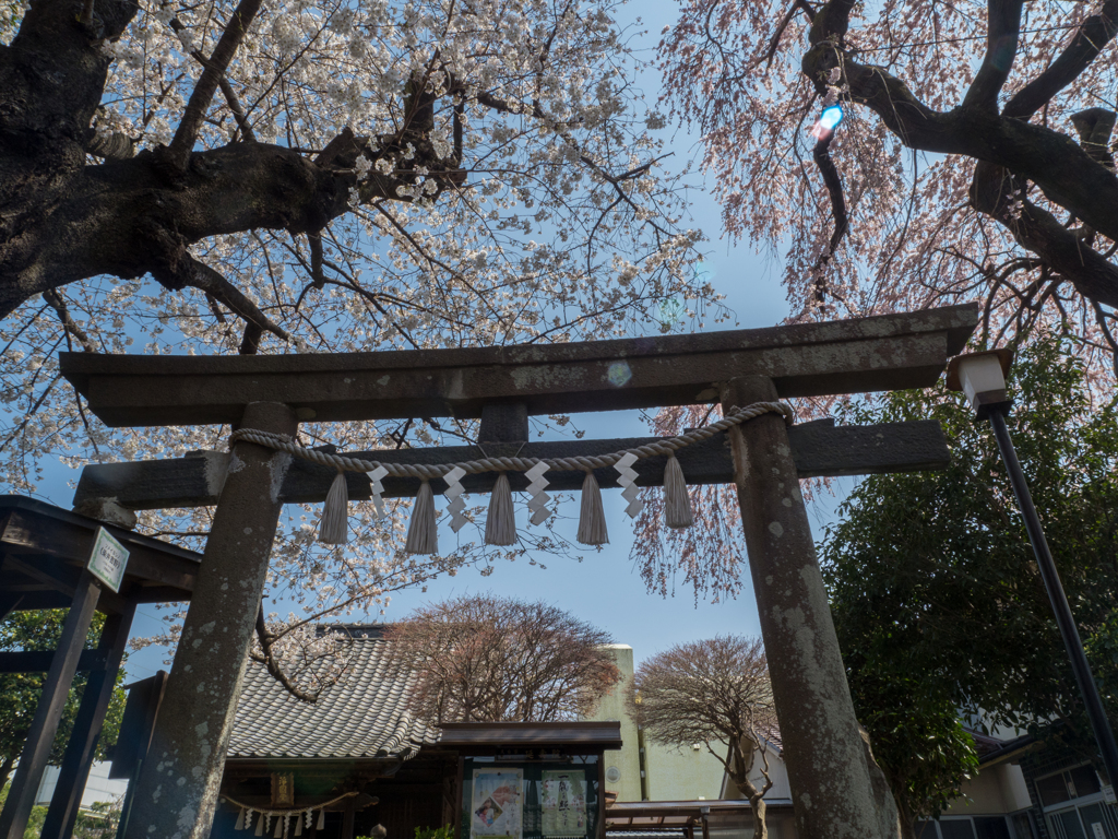 鳥居と桜