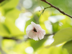 桜とハナアブ君