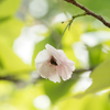 桜とハナアブ君