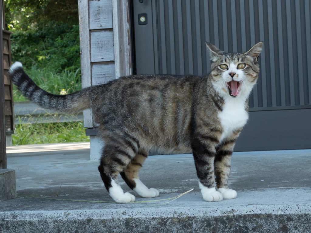 また来てニャ～！！