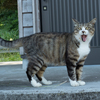 また来てニャ～！！