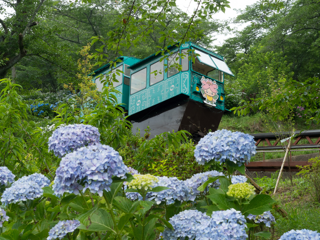 紫陽花に見守られて