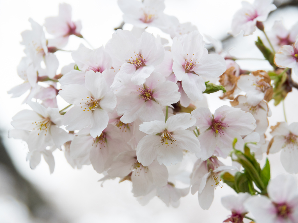 手毬桜