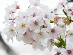 手毬桜