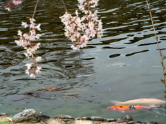 桜と錦鯉