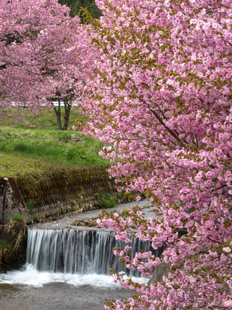 流れと桜