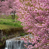 流れと桜