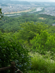 紫陽花と白石川