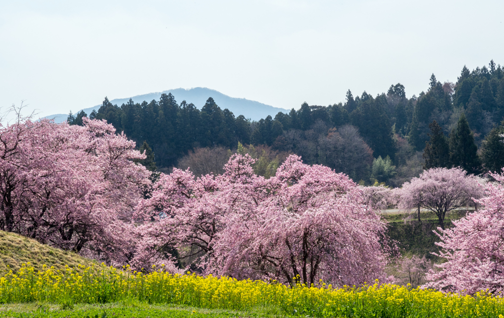 菜の花と桜の園