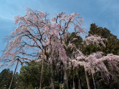 合戦場の桜　2