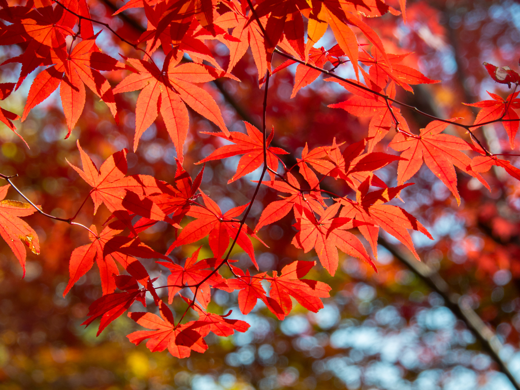 紅葉模様