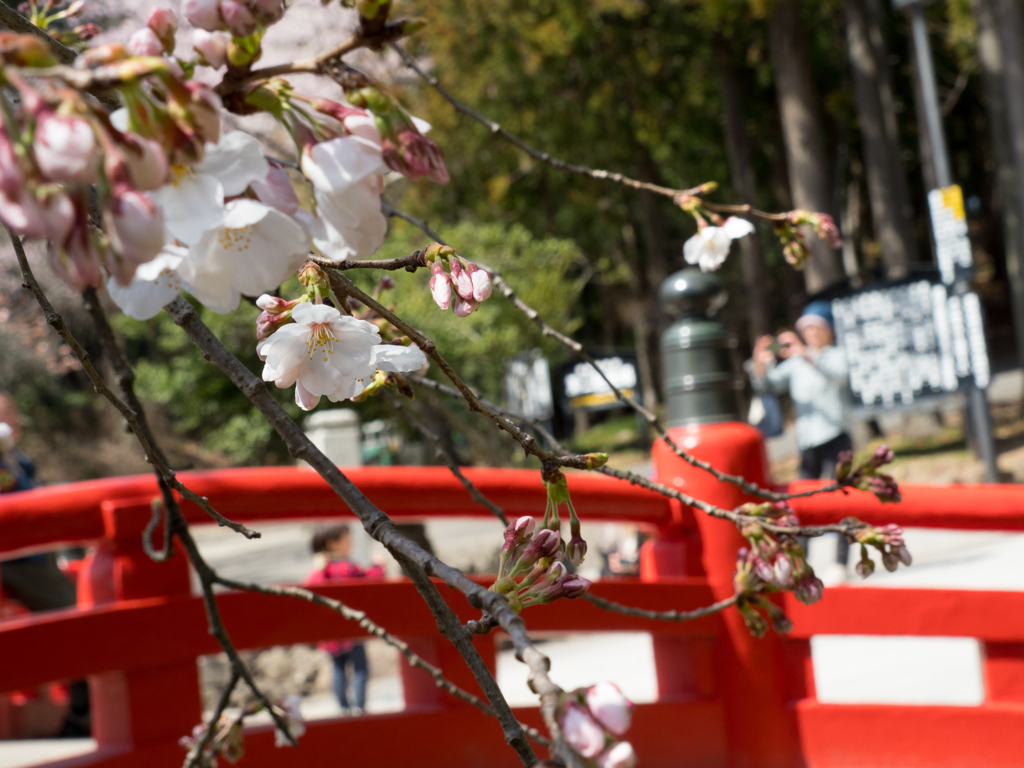 桜と御神橋