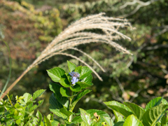 秋の紫陽花