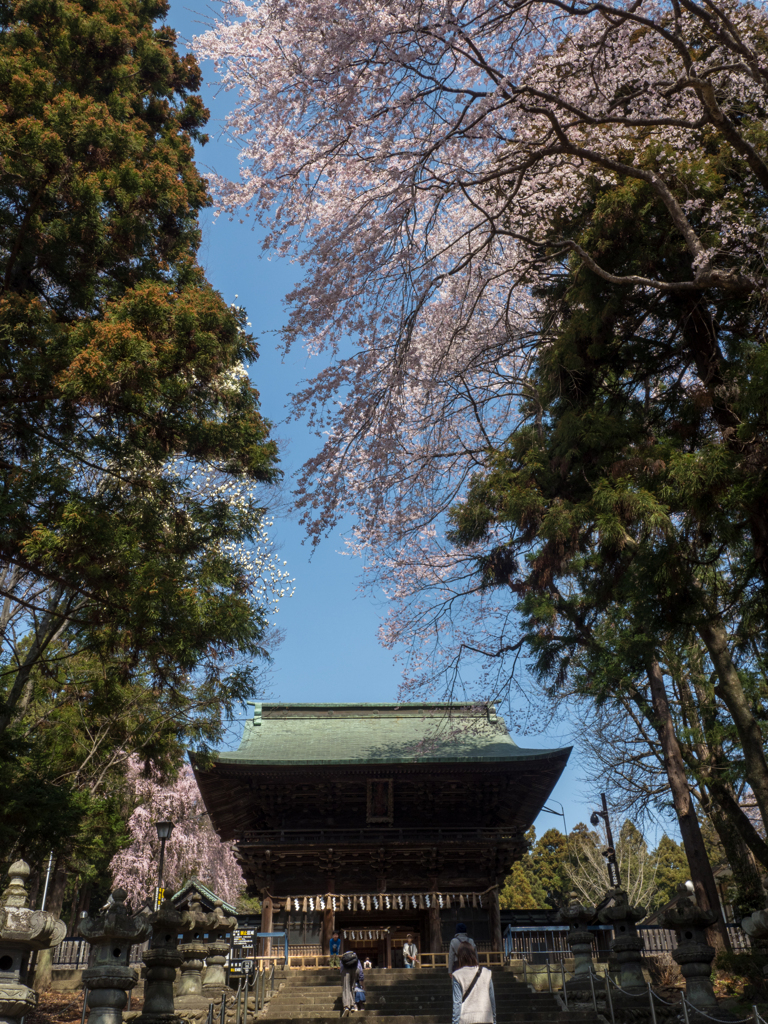 随身門と枝垂桜
