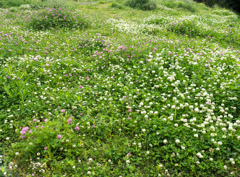 お花畑