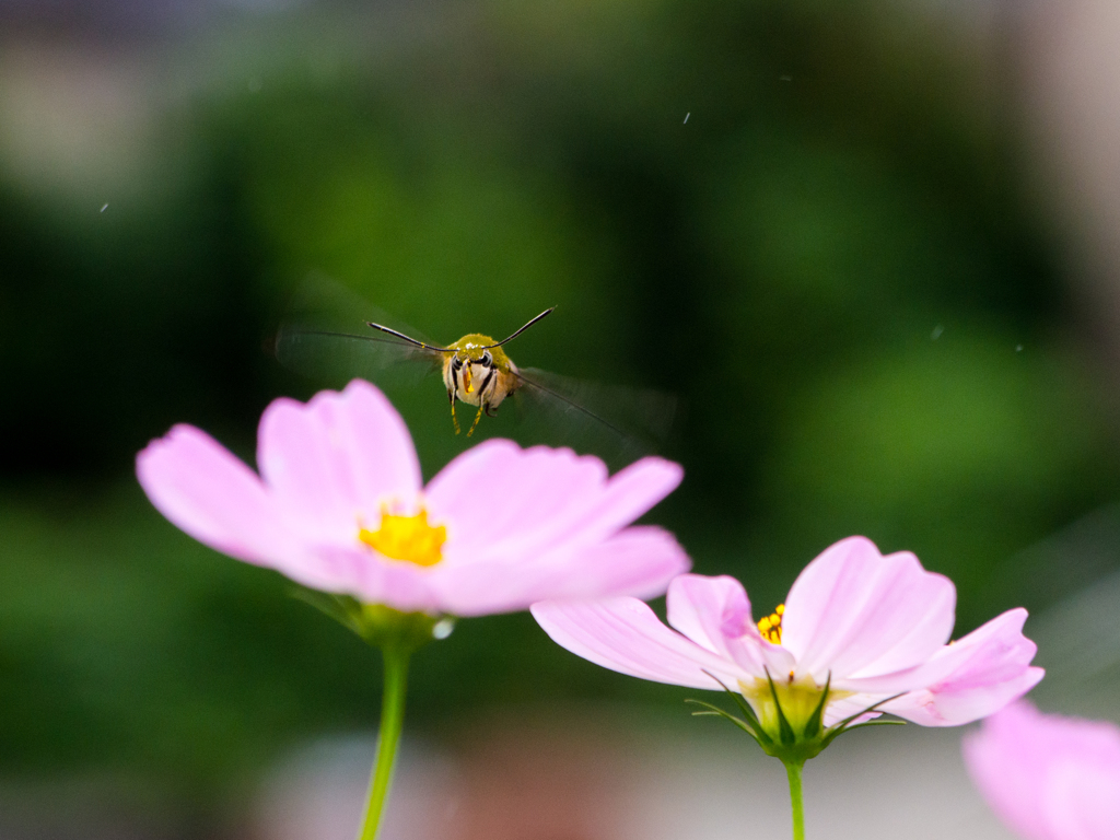 蜜頂戴！