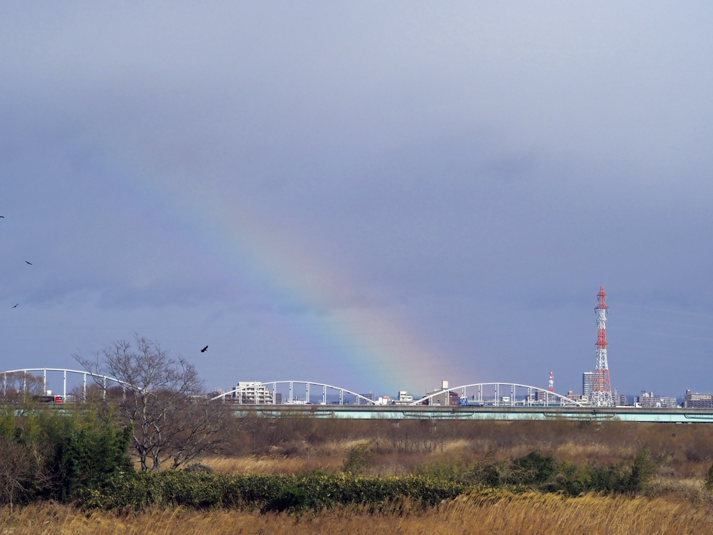 晴れ間の儚い命