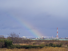 晴れ間の儚い命