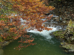 紅葉と流れ