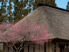 茅葺屋根に花を添えて