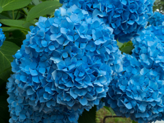 紫陽花ブルー