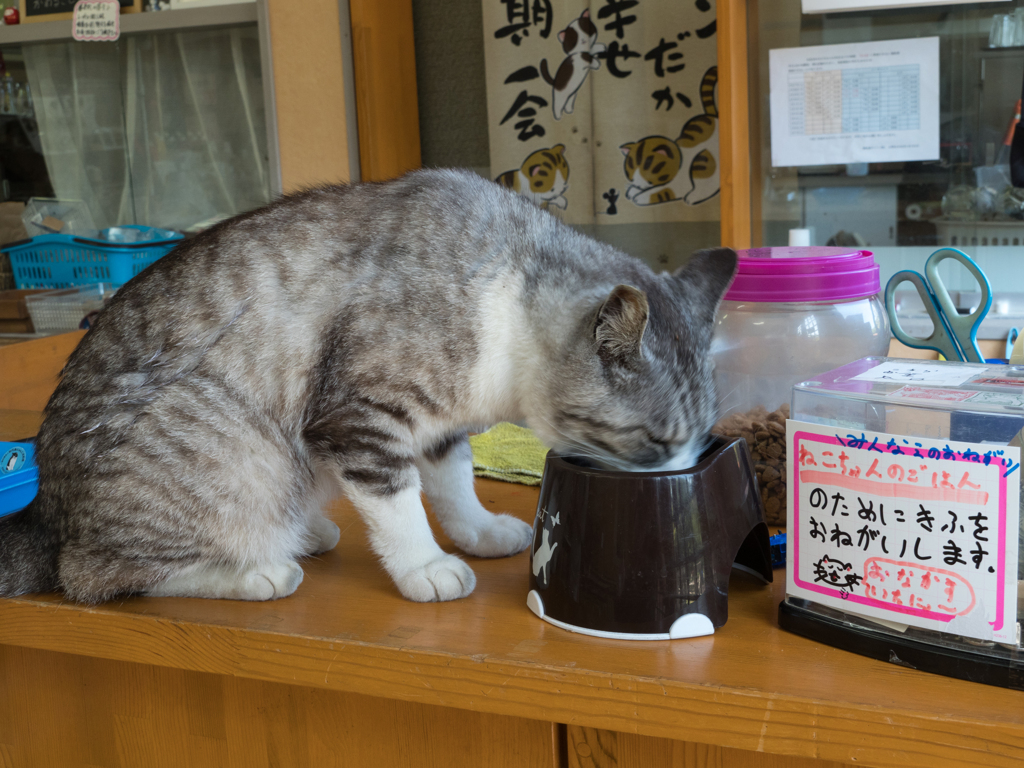 募金お願いしますニャ！