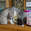 募金お願いしますニャ！