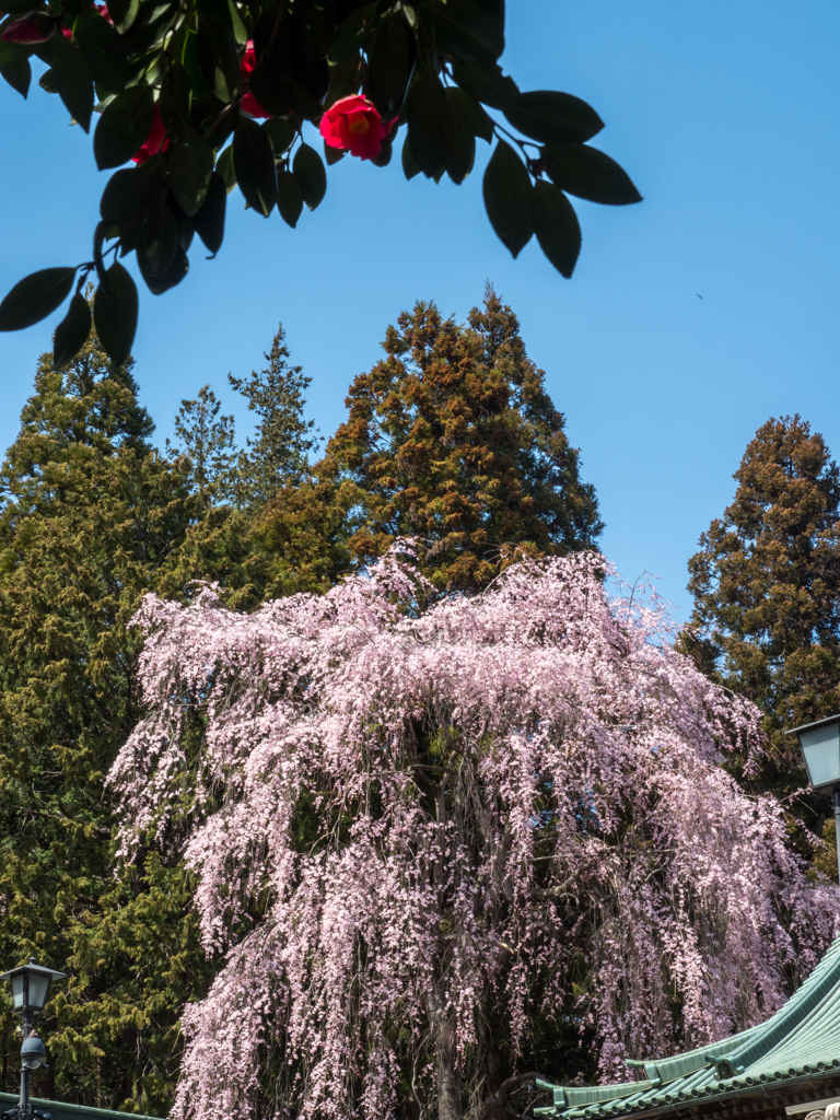 青空の下の椿と枝垂桜