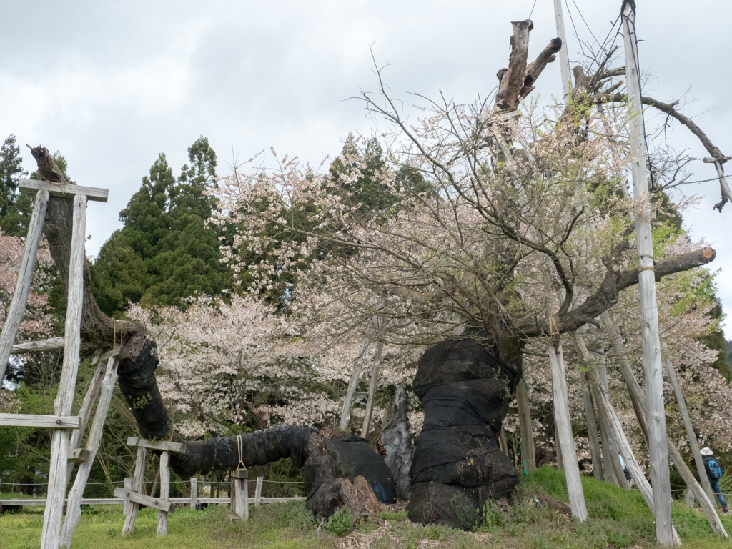 伊佐沢の久保桜