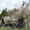 伊佐沢の久保桜