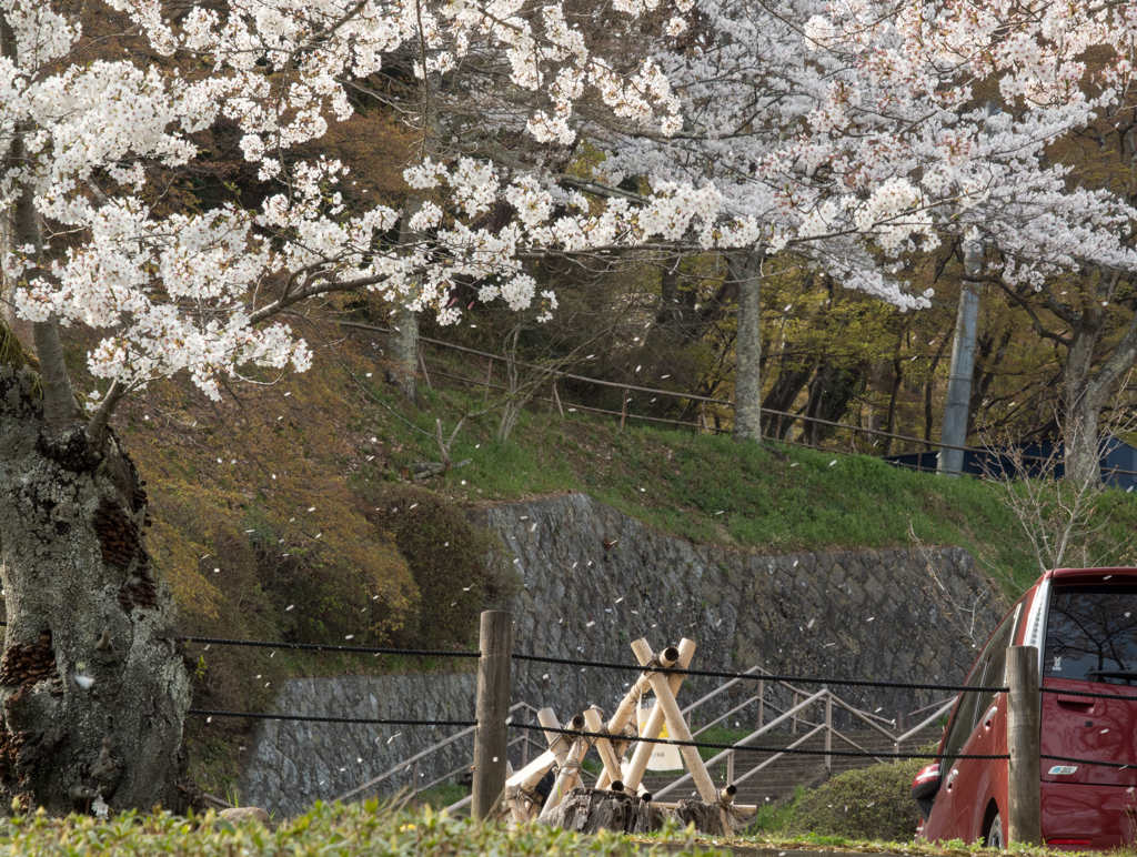 桜舞う