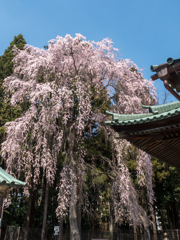 神社と枝垂桜
