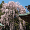 神社と枝垂桜