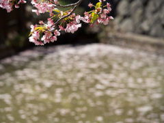 河津桜と花筏
