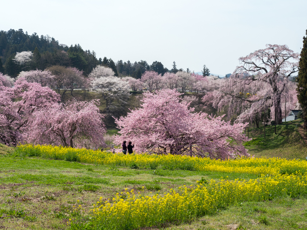 合戦場の桜と愛でる人たち