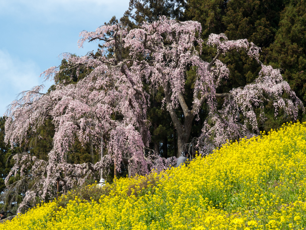 菜の花と枝垂桜