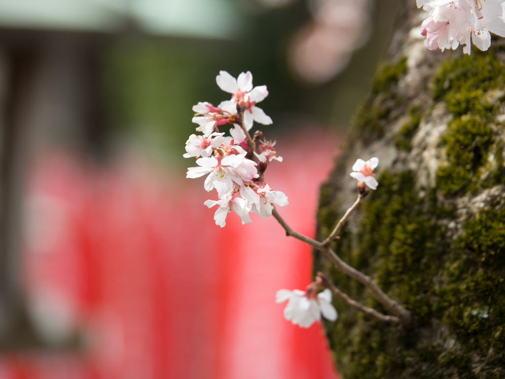 桜咲く