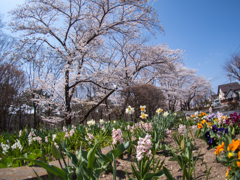 春の花たち