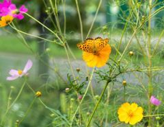 この花が好き