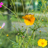 この花が好き